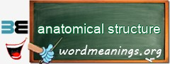 WordMeaning blackboard for anatomical structure